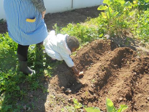Mas não é tudo... semeámos umas belas batatas diretamente na terra para mais tarde colhermos.